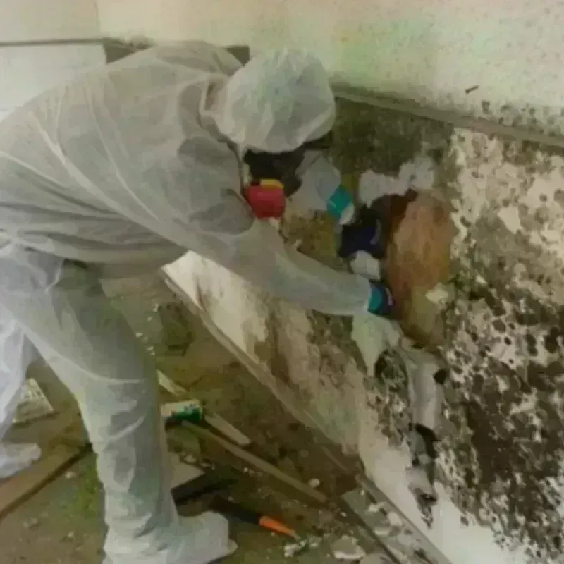 Mold Remediation and Removal in Rafael Capo, PR